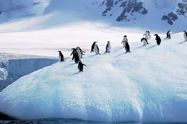 Millions of Penguins at Risk as Massive Iceberg Approaches Antarctic Island