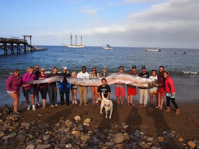Why Are Deep-Sea Creatures Like Anglerfish and Oarfish Moving to the Surface?
