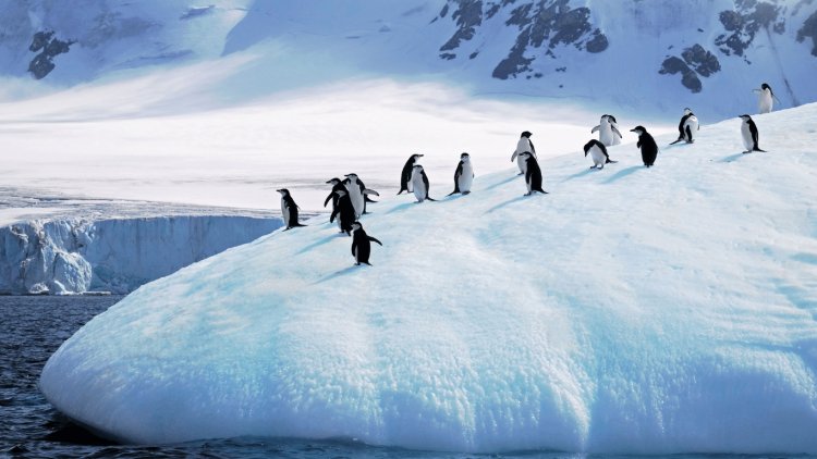 Millions of Penguins at Risk as Massive Iceberg Approaches Antarctic Island